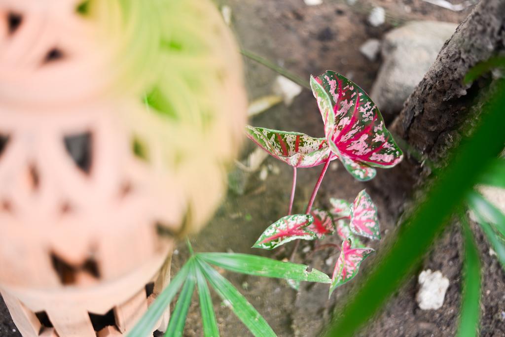 Pai Wood Life Resort Buitenkant foto